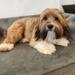 Groot - Havanese