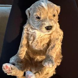 Ace - Brown and white male Bernedoodle puppy in Yuba City, California from Ranch House Doodles