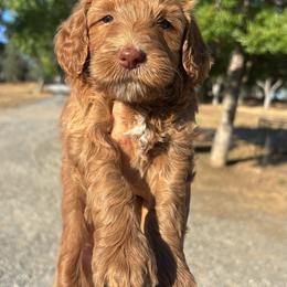 Miracle - Red  female Goldendoodle puppy in Waterford, California from Alvdoodles