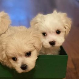 Maltese, Maltipoos, and Shih Tzus from Puddlejumpers