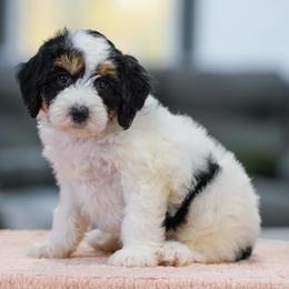Muffin - Tri-color female Bernedoodle puppy in Dundee, Ohio from Down Home Doodle