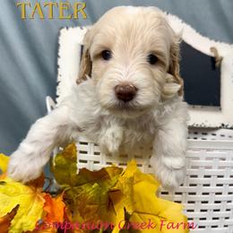 Tater - Caramel cream male Labradoodle puppy in Bowman, Georgia from Companion Creek Farm