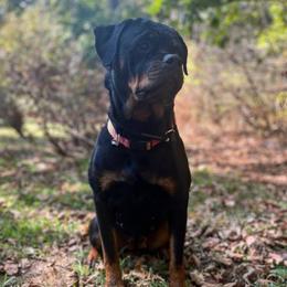 Akiva - Rottweiler