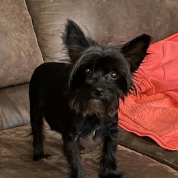 Dahila - Yorkshire Terrier