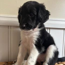 Princess - Parti female Labradoodle puppy in Baldwin, New York from remiandraesweetdoodlesli