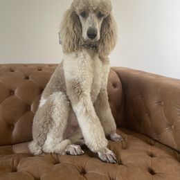 Deacon - Bernedoodle