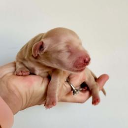 Duncan - Cream male Dachshund puppy in Valley Center, California from Taxonyx Cream Dachshunds