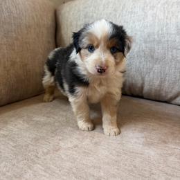 Wrangler - Blue merle male Miniature American Shepherd puppy in Payson, Arizona from Barnhardt Minis