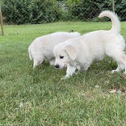 Golden Retriever Puppies from Cream of the Crop Goldens Michigan