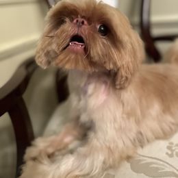 Charlie - Liver male Shih Tzu puppy in Huntsville, Alabama from Sunnybrook Shih Tzu