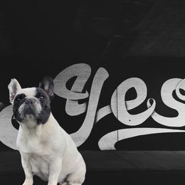 French Bulldog Puppies from Amanda Kreeft