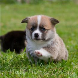 Chops - White and red male Pembroke Welsh Corgi puppy in Williams, California from Half Hitch Corgis