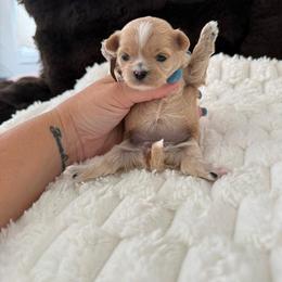 Lilac ( brown collar) - Apricot female Maltipoo puppy in Fredericktown, Missouri from Doodle Pups Fur-Ever
