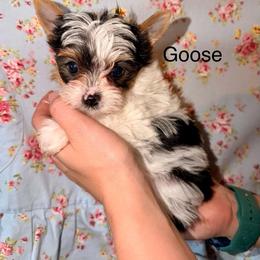 Goose - Parti male Yorkshire Terrier puppy in Clarksburg, Indiana from Hidden Gems Parti Yorkies
