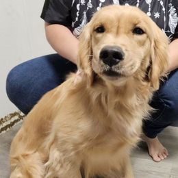 Sansa - Golden Retriever