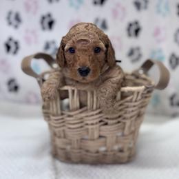 RAIN - Apricot male Goldendoodle puppy in Mustang, Oklahoma from The Doodle grove