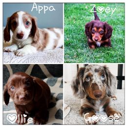 Dachshund Puppies from Dixon Dachshunds