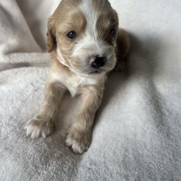 Light Pink Collar - Red female Cavapoo puppy in Powder Springs, Georgia from West Cobb Dogs