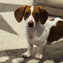 Dachshunds from AH Doxies