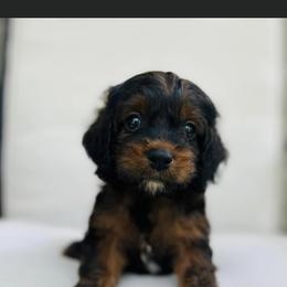 Cockapoo and Goldendoodle Puppies from Bright and Beautiful Cockapoos and Doodles
