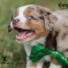 Australian Shepherd, Miniature American Shepherd, Miniature Australian Shepherd, and Toy Australian Shepherd Puppies from TK Standard, Mini, & Toy Aussies
