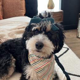 Roxie - Bernedoodle