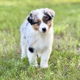 Trouble - Blue merle female Australian Shepherd puppy in Crosby, Texas from Monarch Australian Shepherds