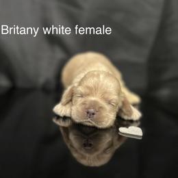 Brittany white female - Buff female Cocker Spaniel puppy in Bonsall, California from CuttinBlue Farms