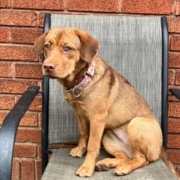 NINI - Fawn Companion Cross puppy in Indianapolis, Indiana from The Sharpeagle Barkery