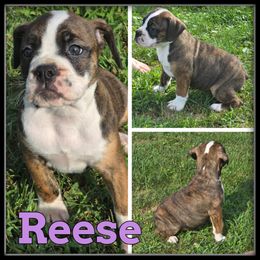 Reese - Fawn and white female Olde English Bulldogge puppy in Wheeler, Michigan from Haase Family Kennels