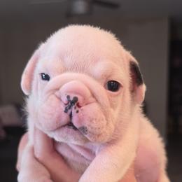 Bulldog Puppies from Nelda Fernandez