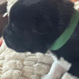 Boy 2 - Black male Anatolian Pyrenees puppy in Clifton, Illinois from Mcginnis Guardian Dogs