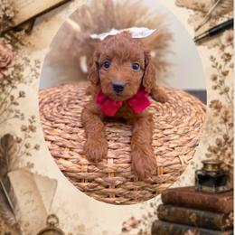 Lyric - Red  female Goldendoodle puppy in Norcross, Georgia from Teddy Puppies