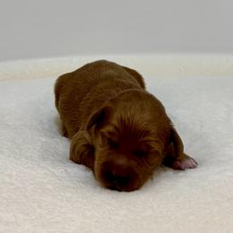 Daisy - Red  female Goldendoodle puppy in Kenansville, North Carolina from J+A Family Doodles