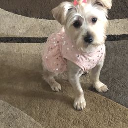 Yorkipoo puppies from Furry Friends