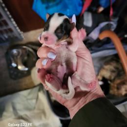 Dotty - Parti female Yorkshire Terrier puppy in Tacoma, Washington from Anks Toys Yorkshire terriers