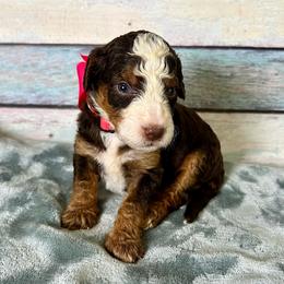 Dark Pink Girl - Brown female Bernedoodle puppy in The Woodlands, Texas from Gracie's Goldendoodles and Bernedoodles of The Woodlands
