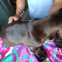 Basset Hound Puppies from MGA Basset Hound