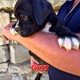 Girl 2 - Black and white female Olde English Bulldogge puppy in Lebanon, Tennessee from Old Hickory Farm Bulldogges