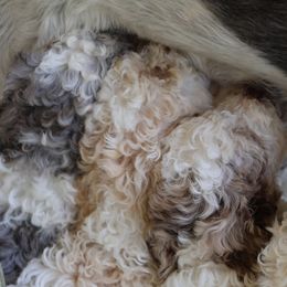Bernedoodles from Puppy Place