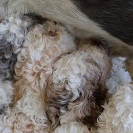 Bernedoodles from Puppy Place
