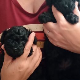 Simon-tiny toy-akc - Black male Poodle puppy in Fort Worth, Texas from Ashley Ross Tiny Toy Poodles (AKC)