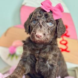 Pink - Chocolate female Goldendoodle puppy in Hesperia, Michigan from Red Acres Poodles & Doodles