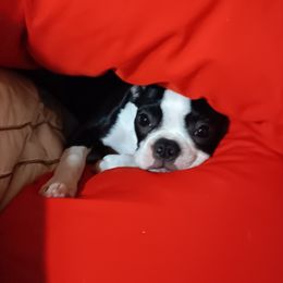 Boston Terrier Puppies from Karen Biscardi Kayros