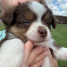Girl 2 - Red tri female Toy Australian Shepherd puppy in Caddo Mills, Texas from R & W Aussies