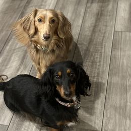 Dachshunds from Tippy Toes Dachshunds