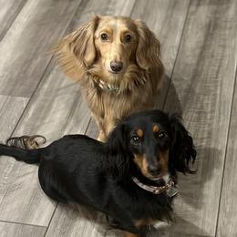 Dachshunds from Tippy Toes Dachshunds