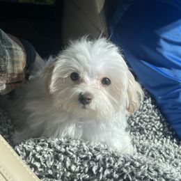 Cavapoochon, Maltese, Maltipoo, Morkie, Yorkipoo, and Yorkshire Terrier Puppies from MC Kennels
