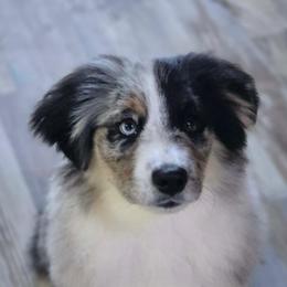 Totem - Blue merle male Miniature Australian Shepherd puppy in Patterson, North Carolina from DreamLine Aussies