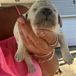 Girl 2 - White female Poodle puppy in Savannah, Georgia from Coastal Poodles